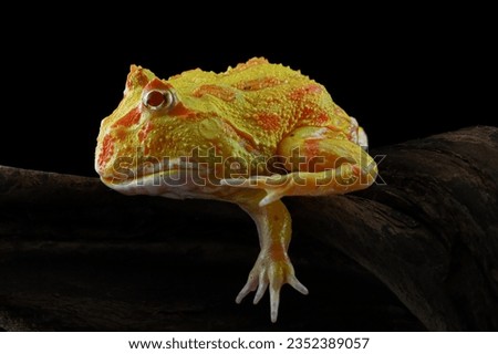 Yellow Amazon frog closeup front view, animal closeup, amphibian closeup, albino pacman frog with pretty color, side view
