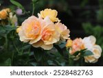 Yellow, amber and apricot color Floribunda Rose Hansestadt Rostock flowers in a garden in July 2023