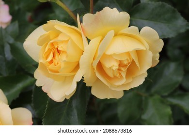 Yellow, amber and apricot color Floribunda Rose Hansestadt Rostock flowers in a garden in June 2021. Idea for postcards, greetings, invitations, posters, wedding and Birthday decoration, background 