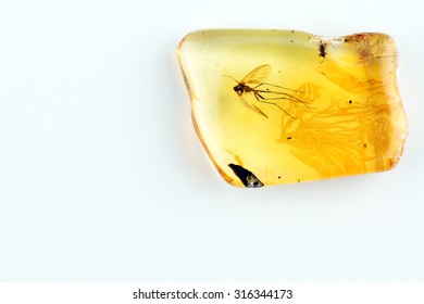 Yellow Amber With Insect