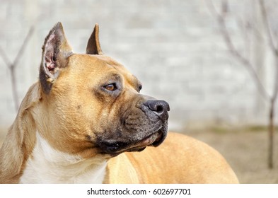 Yellow Amstaff Dog With Cropped Ears. Head Close Up