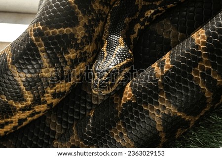 Yellow anaconda caught while warming up in the sun but very attentive to the movement of those around. A very rare and beautiful species.