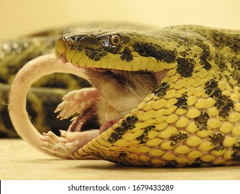 Yellow Anaconda Eating A Rat