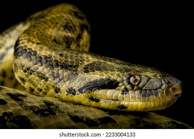 The Yellow anaconda (Eunectes notaeus) 