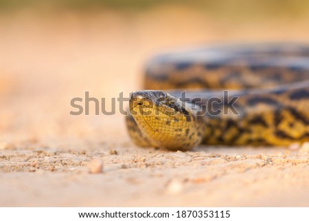 The yellow anaconda (Eunectes notaeus) crawling throw the route Transpanthaneira.