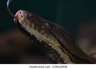 Yellow Anaconda Or Anaconda Gialla Close-up. South America, Brazil, Amazon, Snake.