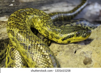 Yellow Anaconda Snake