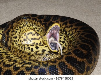Yellow Anaconda Stretching Jaw After Meal