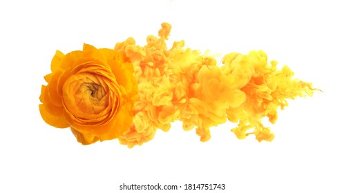 Yellow anemone flower with smoke cloud. Isolated on white horizontal background.