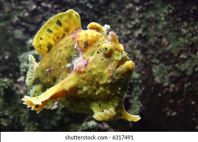 Yellow Anglerfish