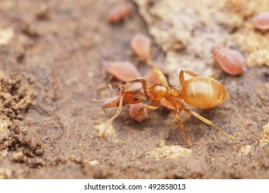 Yellow ant with aphids