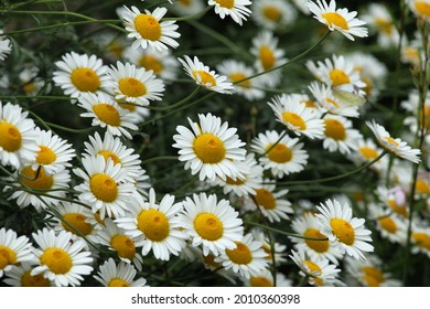 Yellow Anthemis tinctoria Sauce Hollandaise daisies in flower