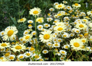 Yellow Anthemis tinctoria Sauce Hollandaise daisies in flower