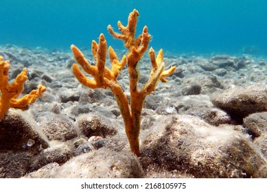 Yellow antlers sponge (Axinella polypoides) in Mediterranean Sea