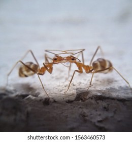 Yellow Ants
Lasius Spp

The Yellow Ant Gets Its Common Name From The Yellow Coloring Of Its Body. Yellow Ants Are Also Referred To As Citronella Ants Because Of The Citrus Or Lemon-like Odor They Give