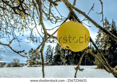 Yellow aplle, aplle tree in winter 
