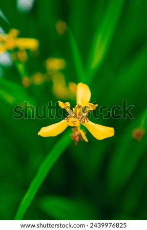 Image, Stock Photo Yellow Apostle Iris Flower Plant