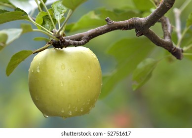 Yellow Apple On Tree Branch With Rain Drops