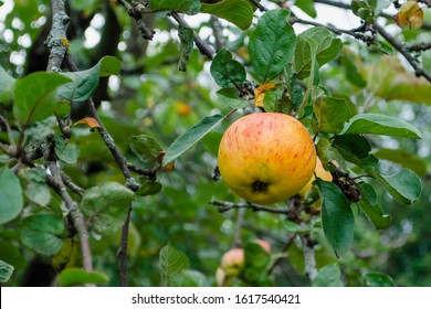 Yellow Apple With A Red Stripe Hanging On A Tree In Cloudy Weather