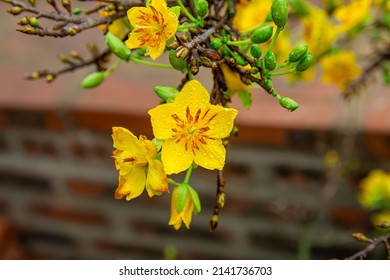 Yellow apricot blossoms bloom in the mountains on a gloomy early spring day, this flower is a symbol of Tet in the Central and Southern regions of Vietnam.