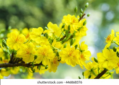 Yellow Apricot Flower