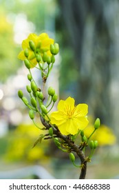 Yellow Apricot Flower