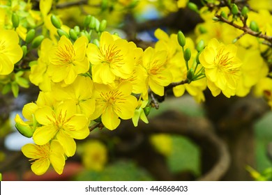 Yellow Apricot Flower