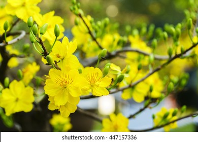 Yellow Apricot Flower Stock Photo 447157336 | Shutterstock