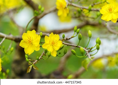 Yellow Apricot Flower