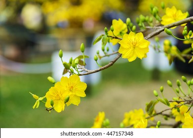 Yellow Apricot Flower