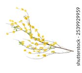 Yellow Apricot Flower blossom branch on white background with decoration hanging lucky charm. Lovely banner floral pastel yellow of plum peach Hoa mai Flowers tree on Vietnamese tet lunar new year. 