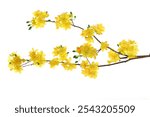 Yellow Apricot Flower blossom branch on white background with decoration hanging lucky charm. Lovely banner floral pastel yellow of plum peach Hoa mai Flowers tree on Vietnamese tet lunar new year. 