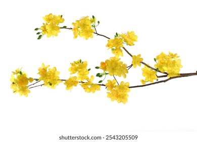 Yellow Apricot Flower blossom branch on white background with decoration hanging lucky charm. Lovely banner floral pastel yellow of plum peach Hoa mai Flowers tree on Vietnamese tet lunar new year. 