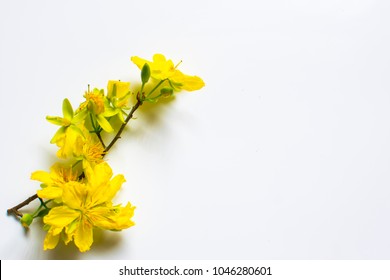 Yellow Apricot Flower isolated on white background, traditional lunar new year in Vietnam