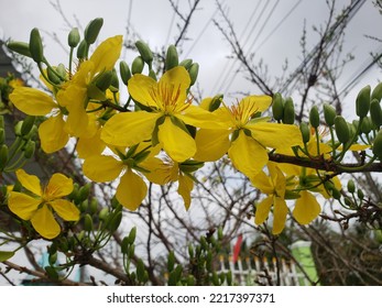 Yellow Apricot Flower Viet Nam