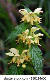 Yellow Archangel