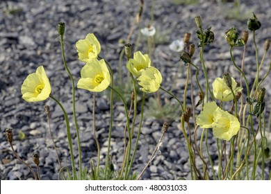 Yellow Arctic Poppy (papaver Radicatum) On The Stones.