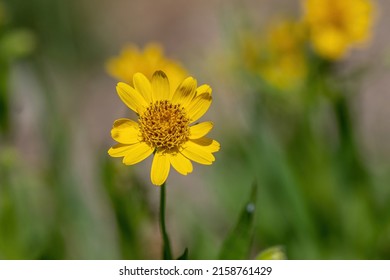 Yellow Arnica (Arnica lanceolata) herb blossom with nice bokeh.  Shallow depth of field