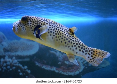 Yellow Arothron meleagris, golden puffer guineafowl puffer fish underwater. Yellow tropical fish. fugu fish. Yellow Blackspotted (or Dog Faced) (Arothron nigropunctatus) in Aquarium tank - Shutterstock ID 2164456723