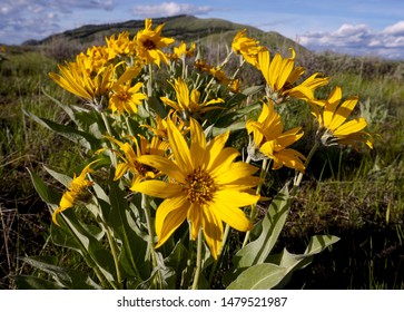                                Yellow Arrow Leaf Balsam Root Wildflowers Growing In Grand Teton National Park, Near Jackson Hole. These Wyoming Wildflowers Bloom Every Spring And Turn Meadows Yellow!