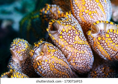 Yellow Ascidians Tunicates or Sea Squirts - Shutterstock ID 1730716915