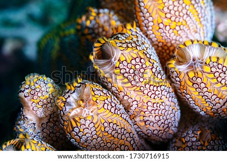 Yellow Ascidians Tunicates or Sea Squirts