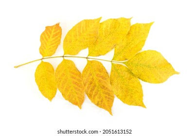 Yellow Ash Leaf Isolated On White