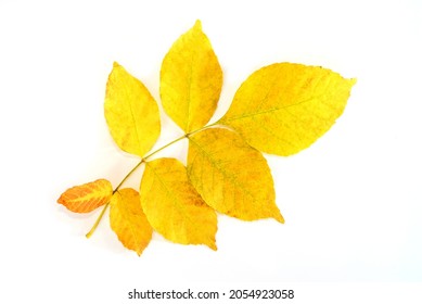 Yellow Ash Leaf Isolated On White