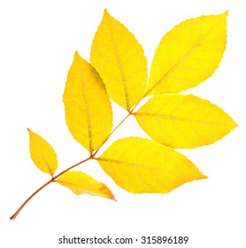 Yellow Ash Leaf Isolated On White