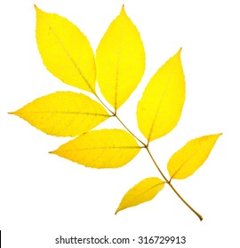 Yellow Ash Leaf Isolated On White