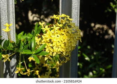 yellow asoka flower is bloom in the garden