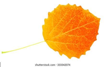 yellow aspen leaf isolated on white background