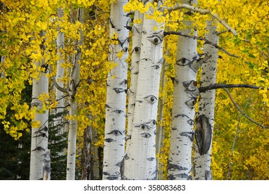 yellow aspen tree from colorado in autumn - Powered by Shutterstock