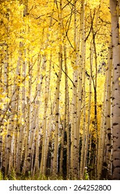 Yellow Aspen Trees Fall
